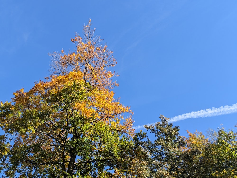 a tree with yellow leaves