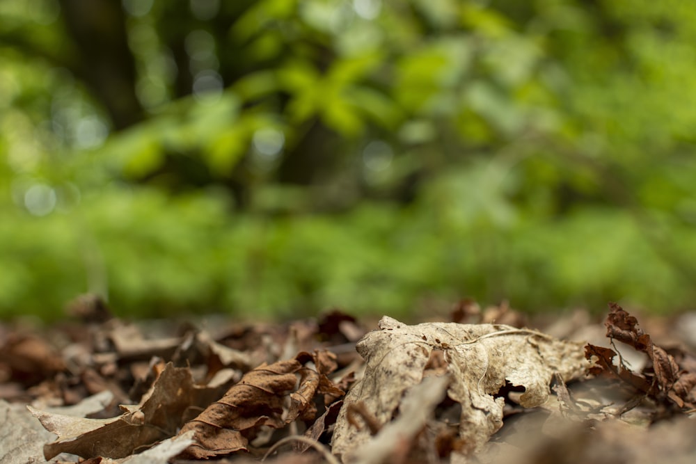 a pile of brown leaves