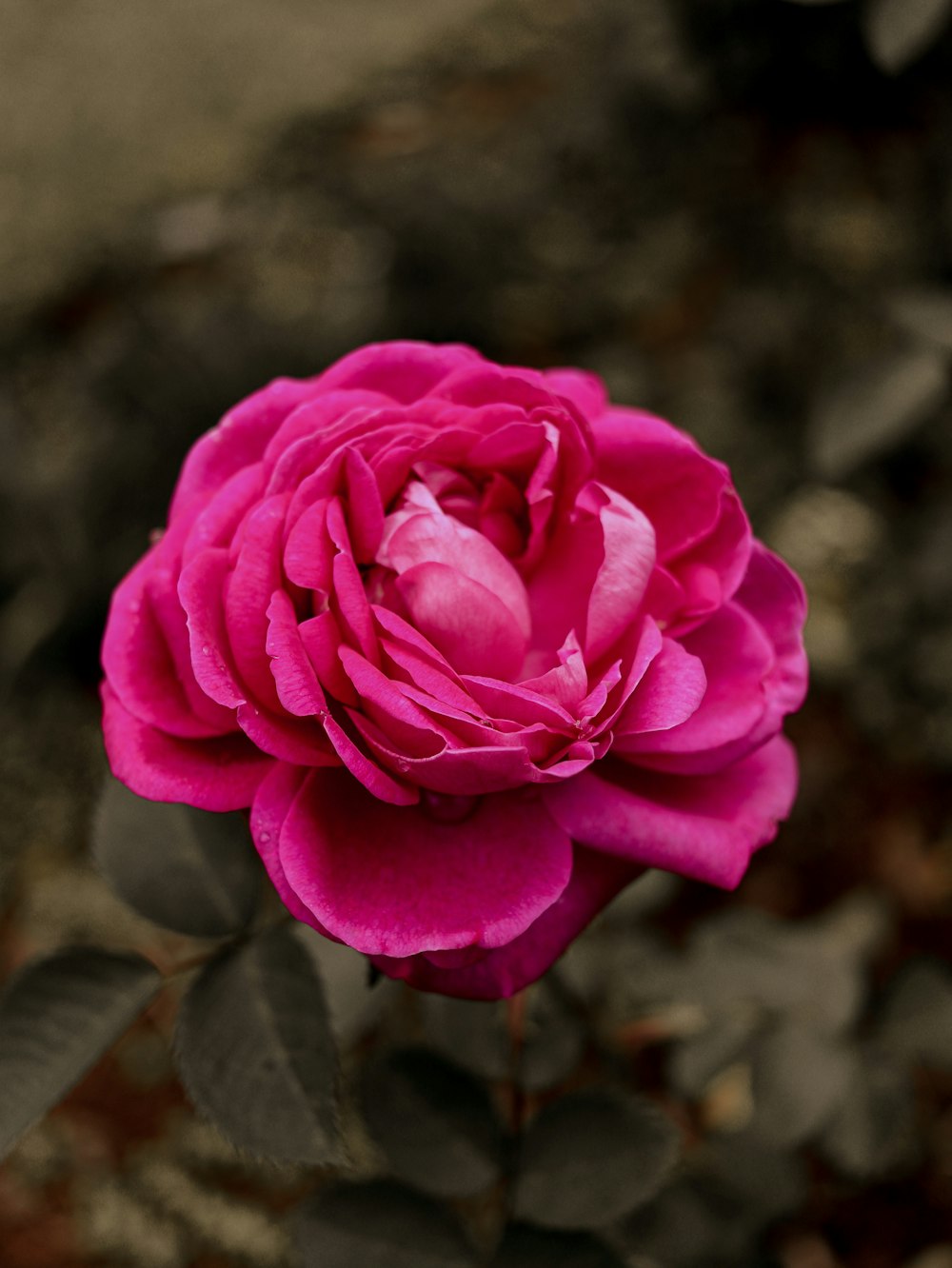 a pink rose with many petals