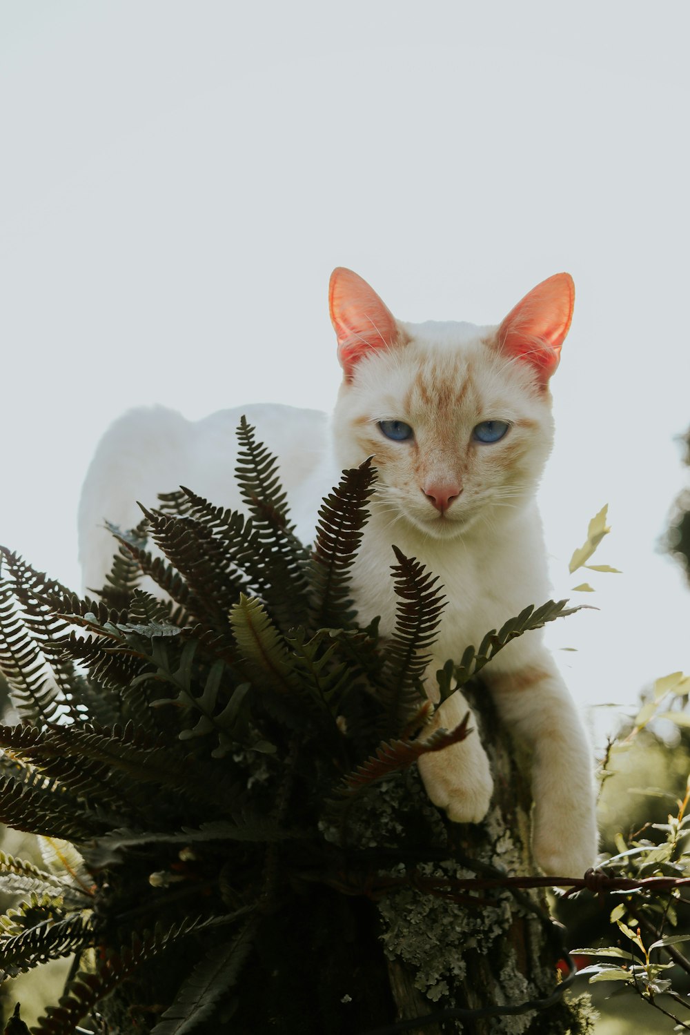 a cat sitting on a branch