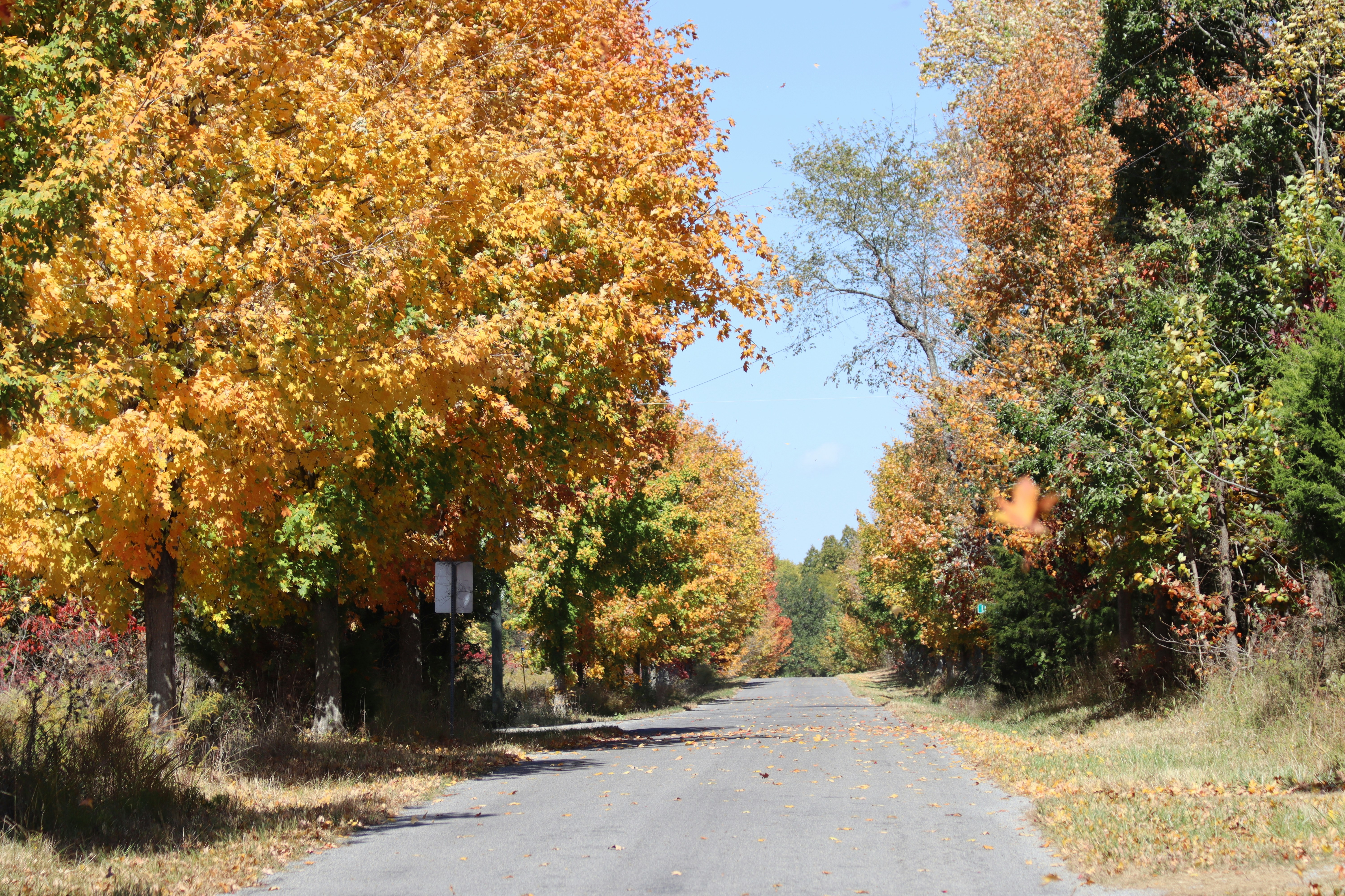 Photo by krazekatlady