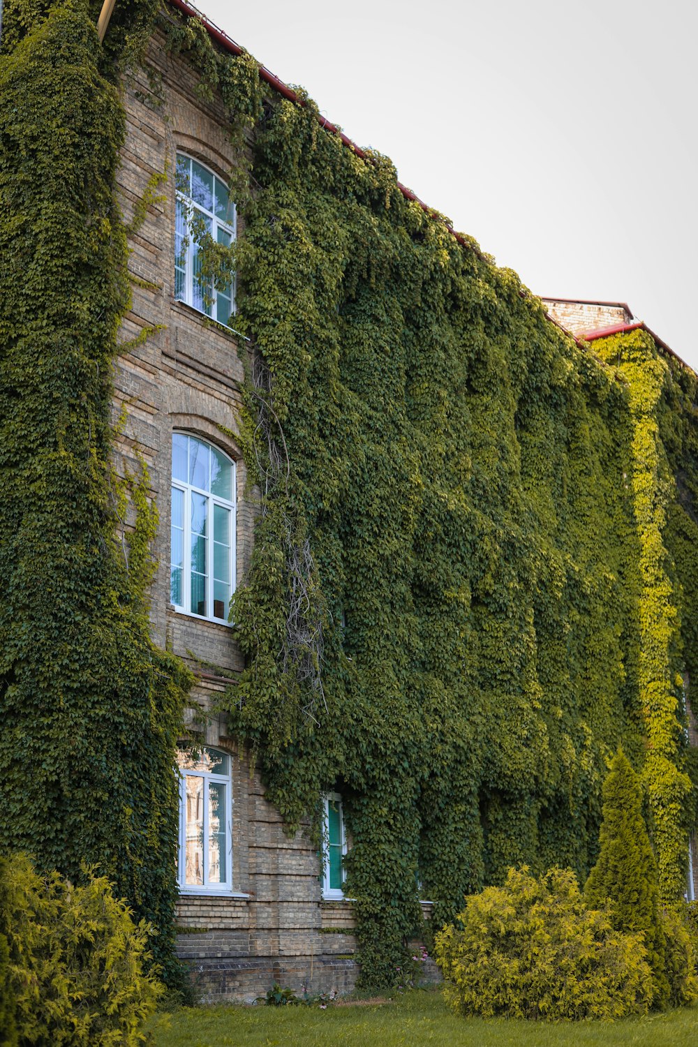 a building covered in ivy