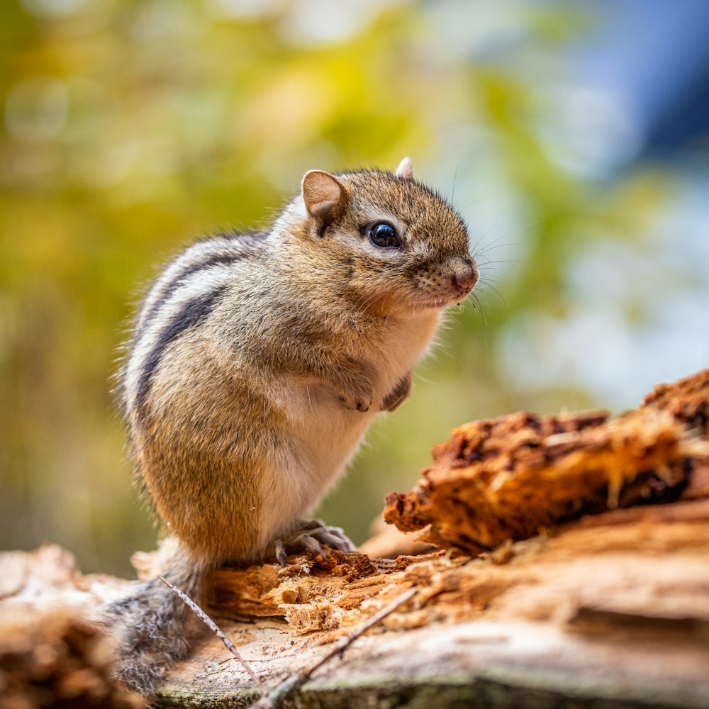 a squirrel standing on a log