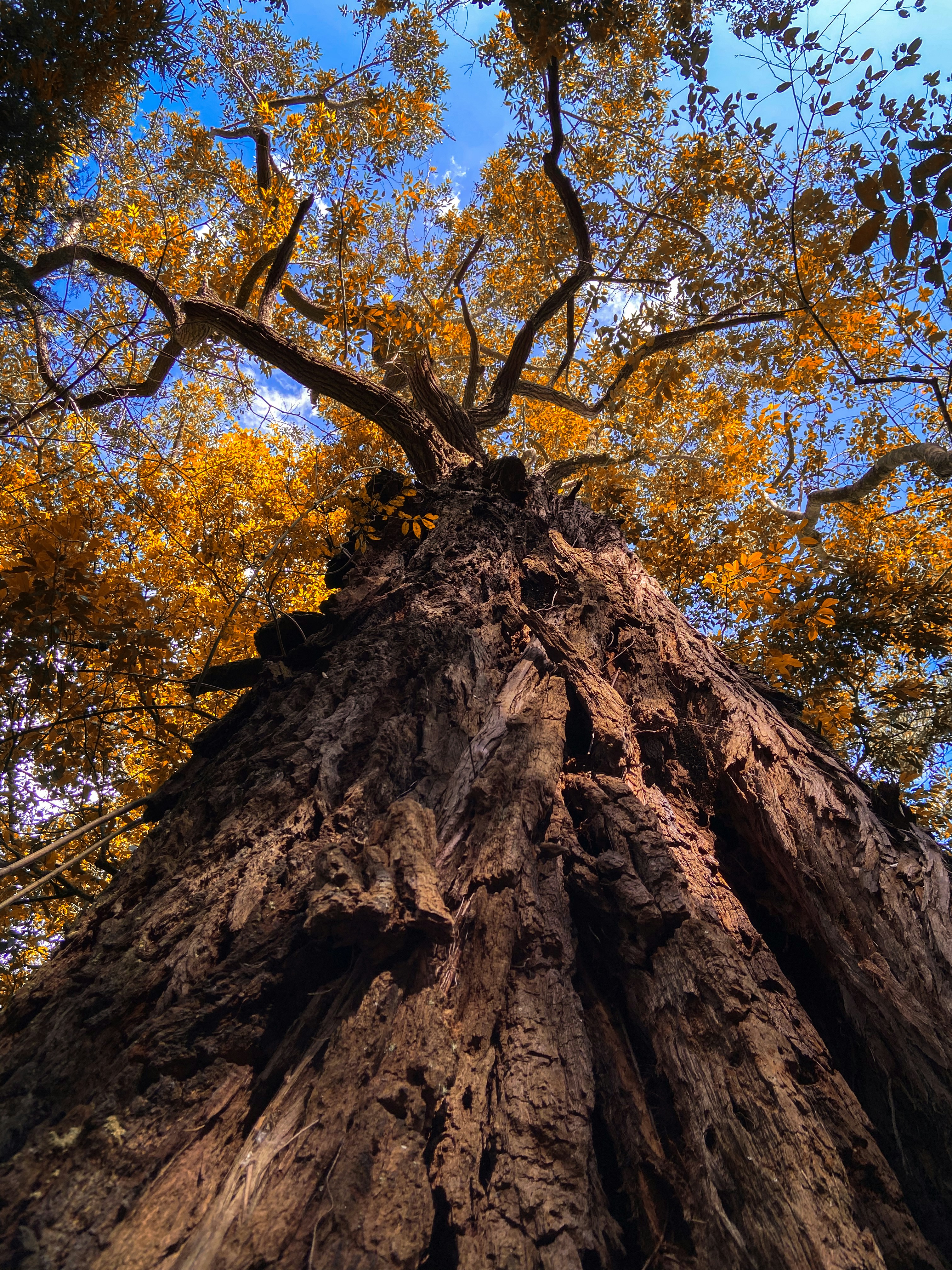 a tree with yellow leaves