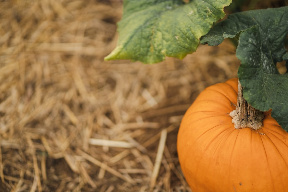 a pumpkin and a leaf