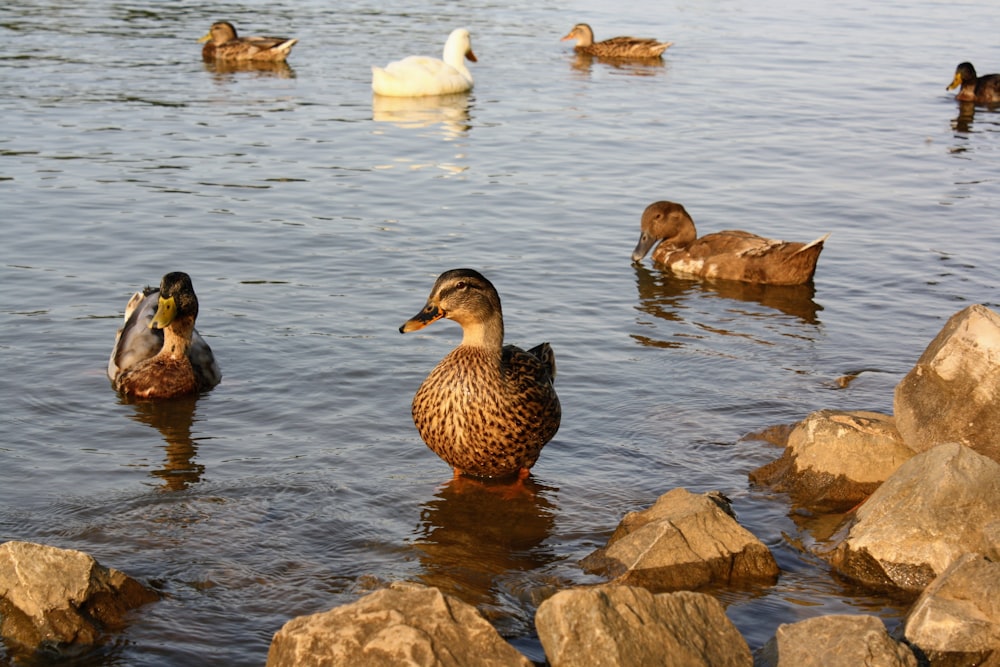 ducks swimming in water