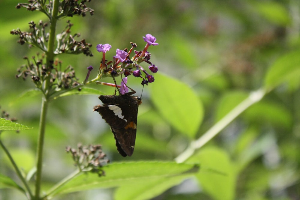 a butterfly on a flower