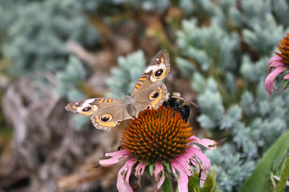 a butterfly on a flower