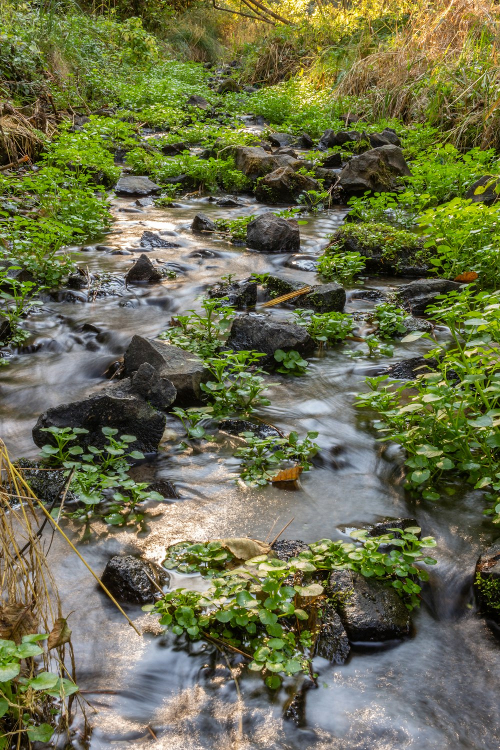 a stream of water with rocks and plants around it
