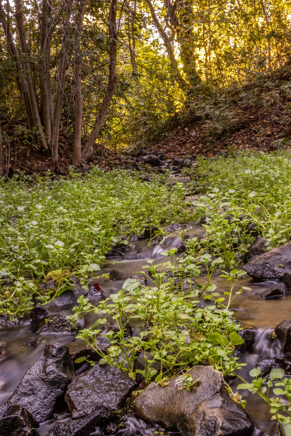 a stream in a forest