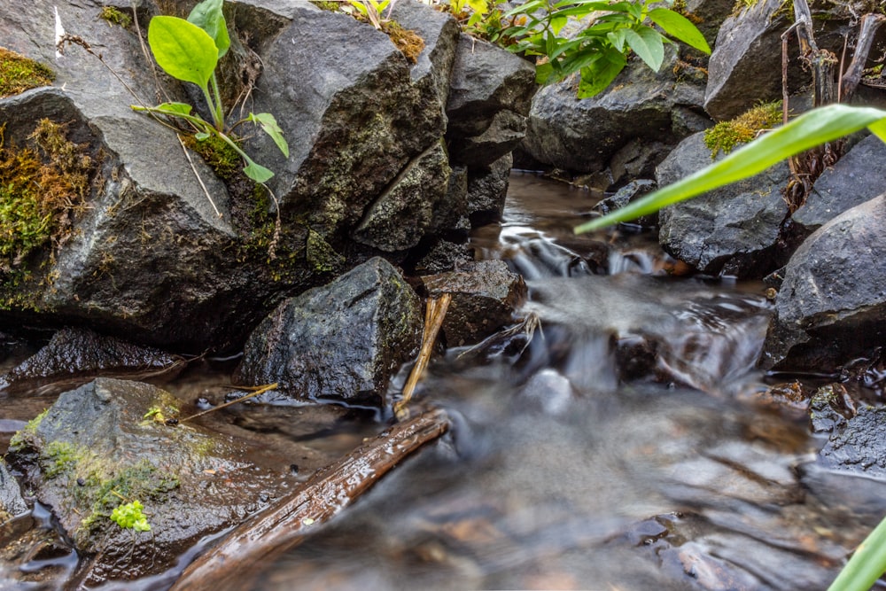 a small stream with rocks and plants