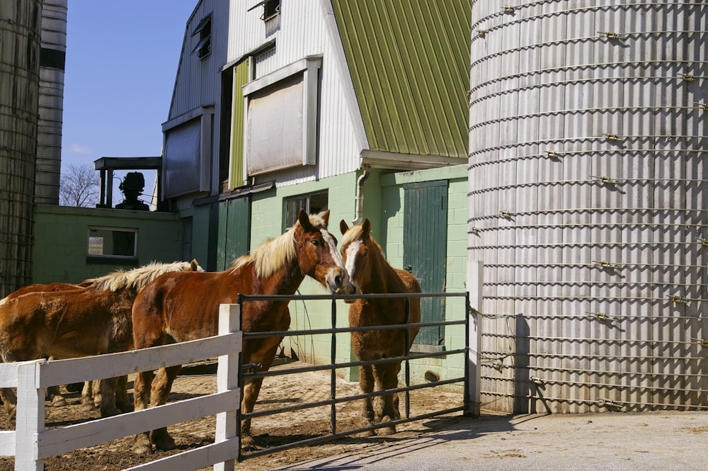 horses standing in a fenced in area