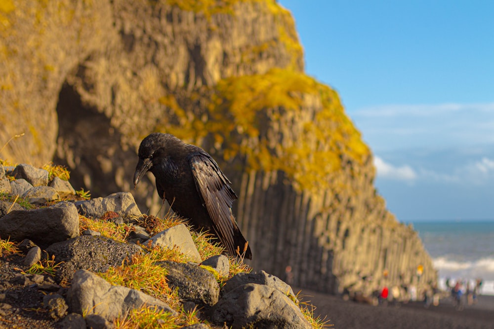 a bird on a rock