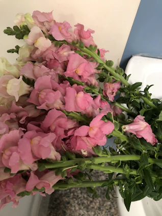 A bouquet of snapdragon flowers in shades of pink and white, with green stems and leaves, placed on a surfaced area. The background features a two-toned wall with shades of beige and blue.
