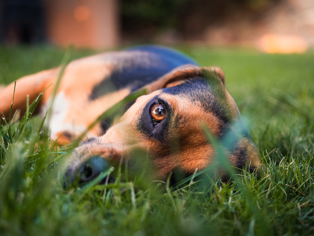 a dog lying in the grass