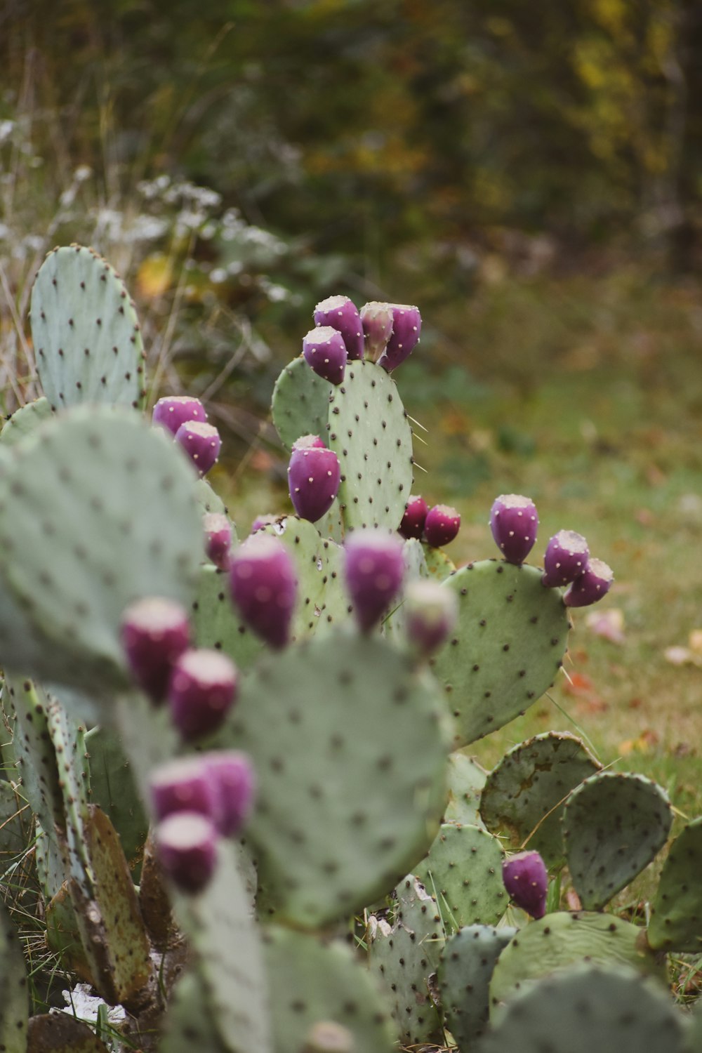 a cactus with purple flowers