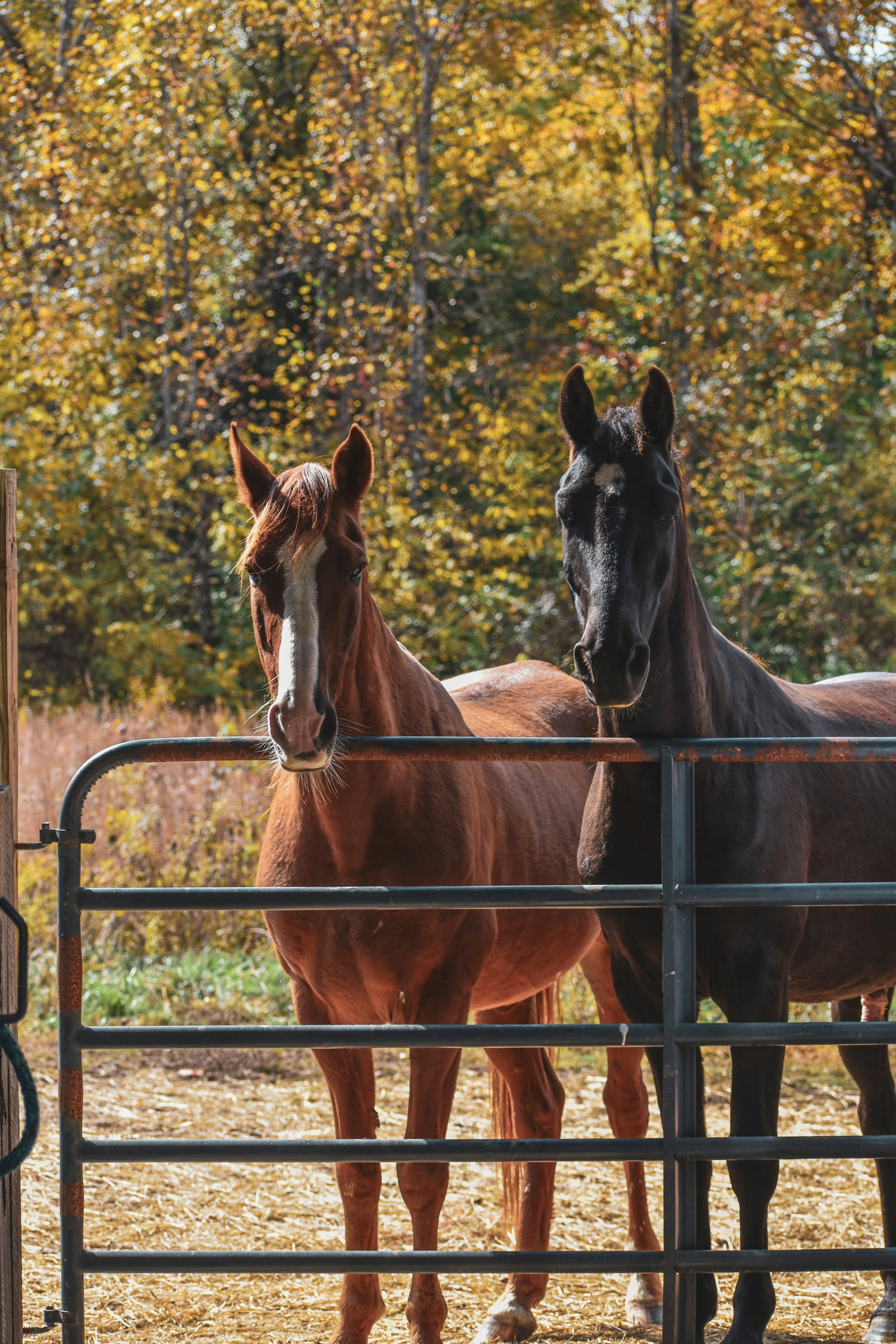a group of horses standing behind a fence