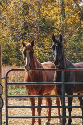 Horses standing behind a corral panel
