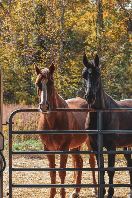 Horses standing behind a corral panel