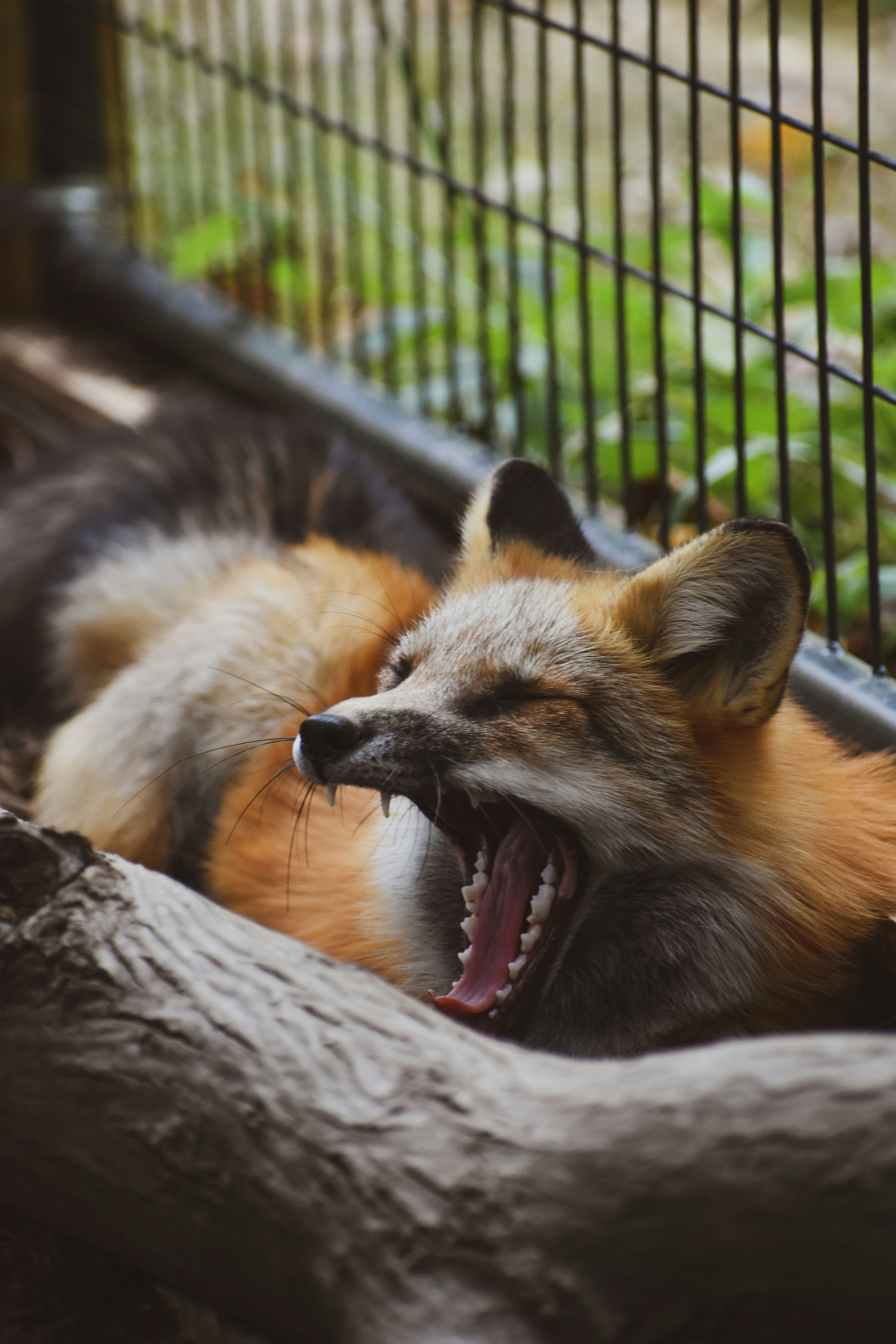 ☘ Donny - slots open! (@kolowaskolo) / Posts / X, image size:3000x4500