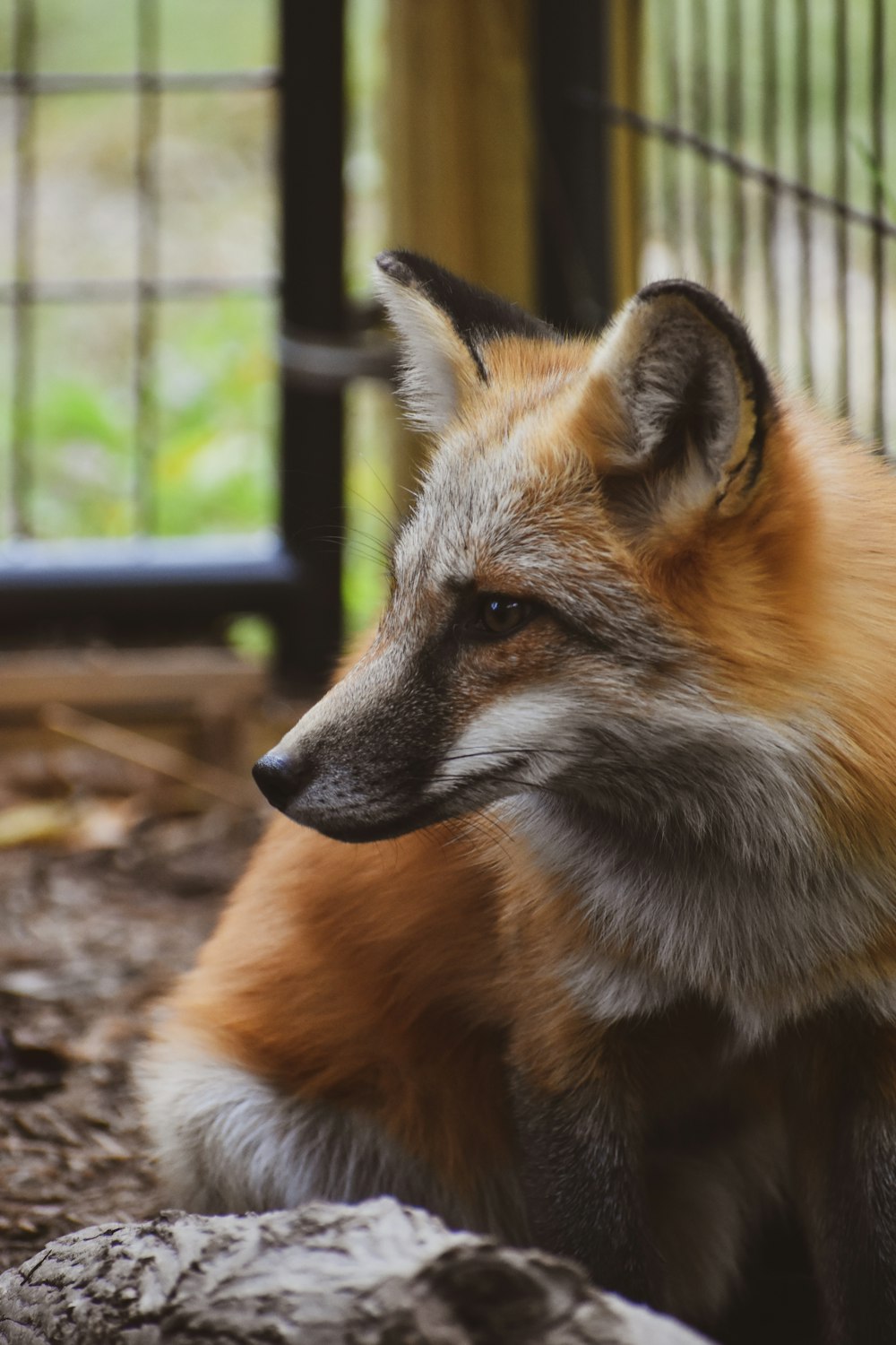 a fox sitting in a cage