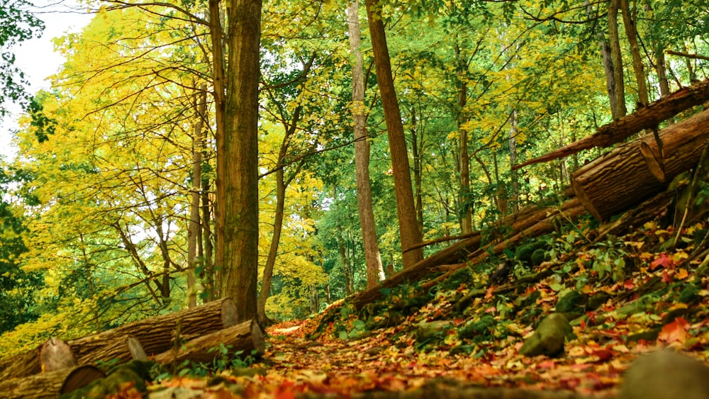 a wooden bridge in the woods