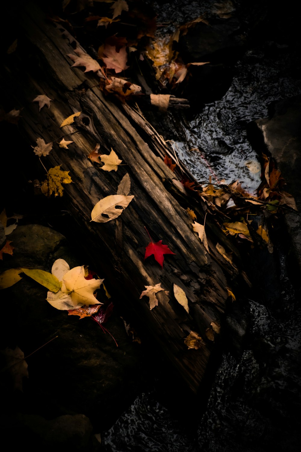 a tree trunk with fallen leaves