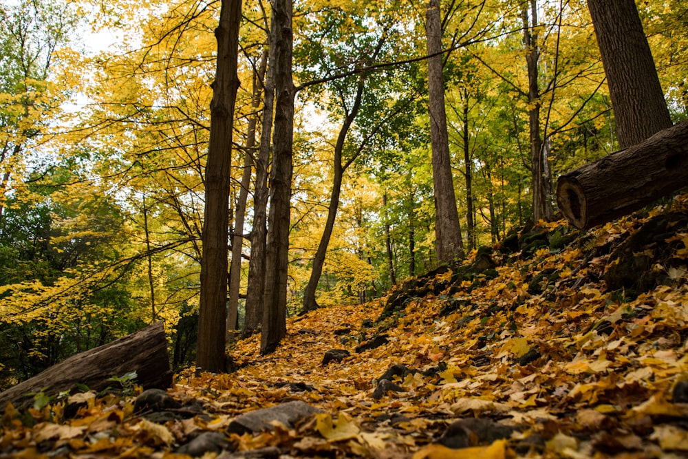 a forest with fallen leaves