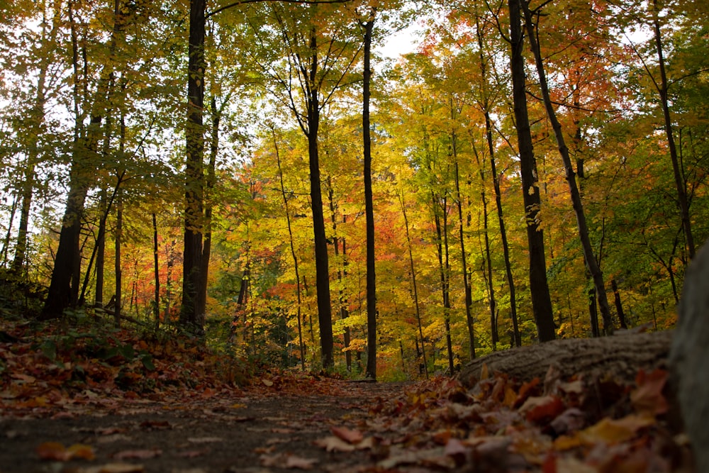 a forest with fallen leaves