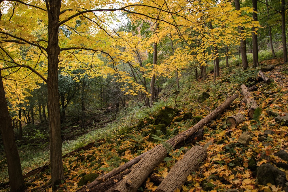 a forest with fallen trees