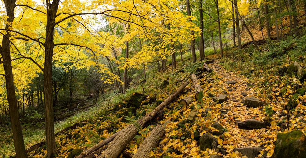 a rocky path in a forest