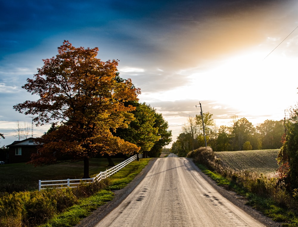 a road with trees on the side