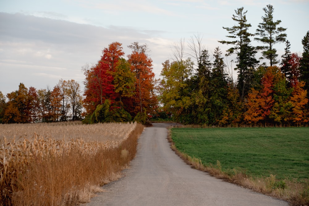 a dirt road with trees on either side of it