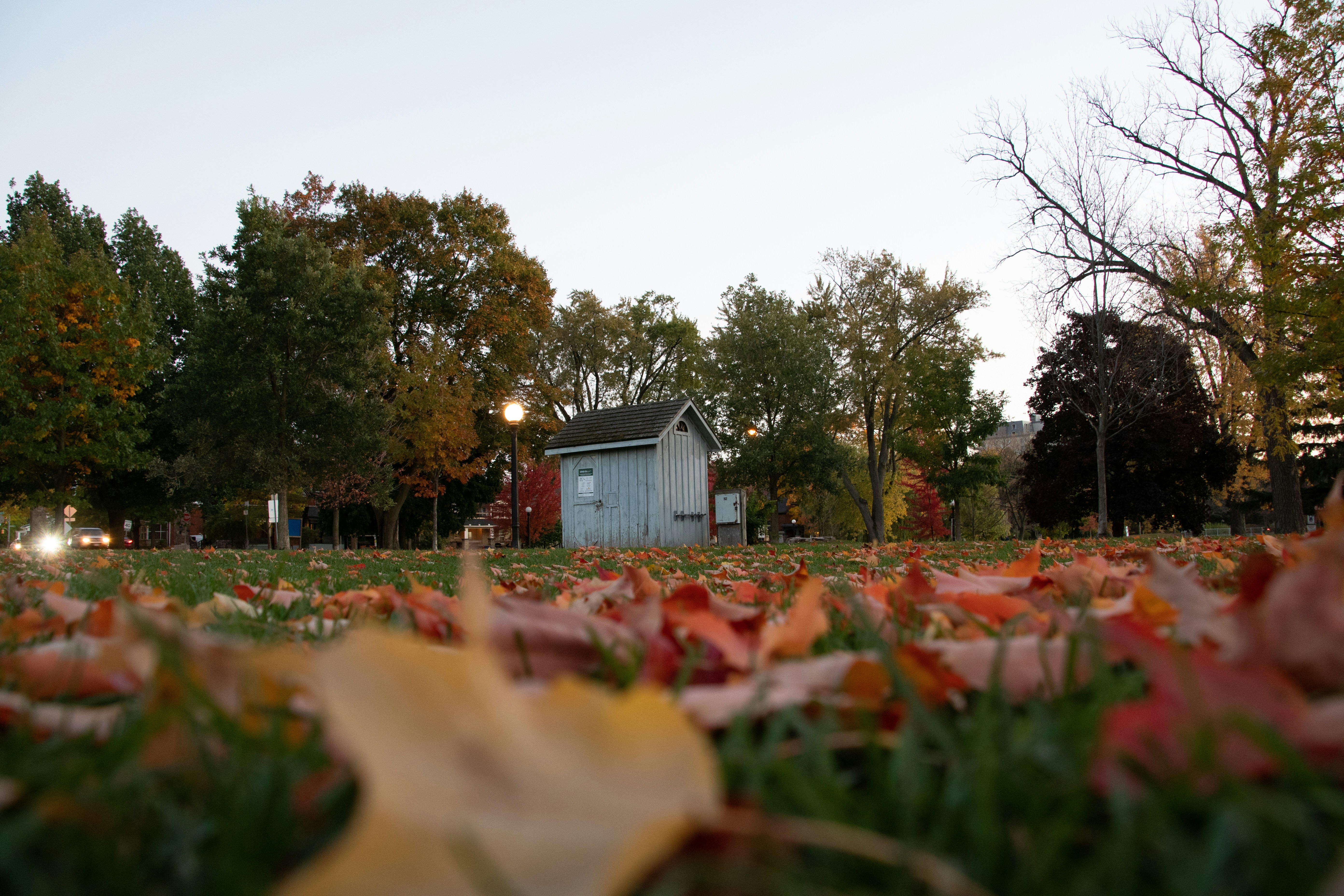 a field of flowers with a house in the background