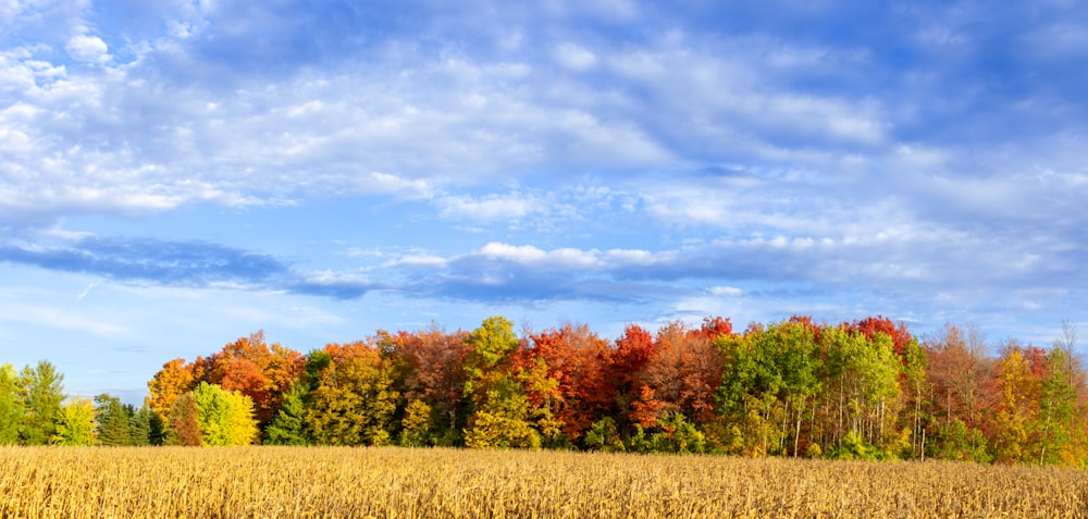 a field of trees