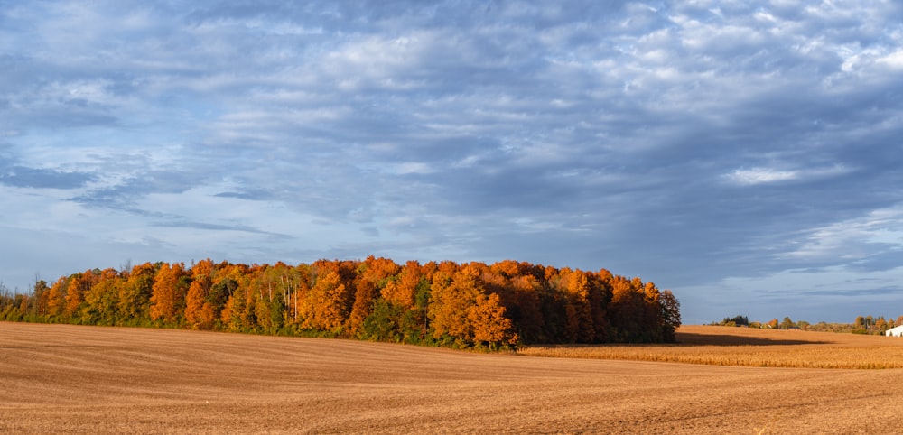 a field with trees in the background