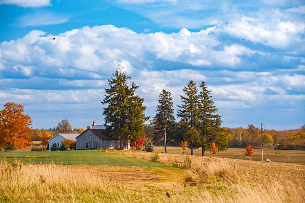 a grassy field with trees and a house in the background