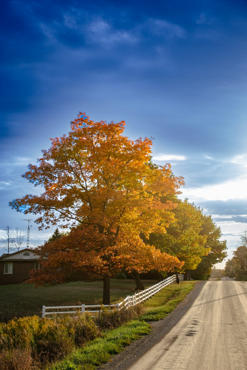 a road with a tree on the side