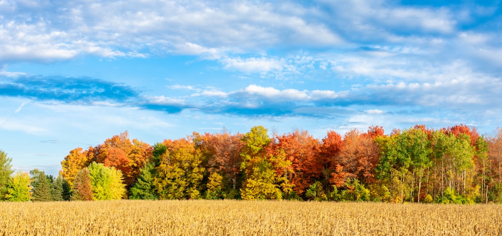 a field of trees