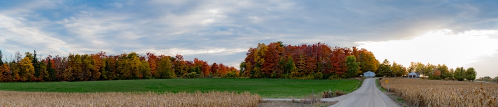 a road with trees on the side