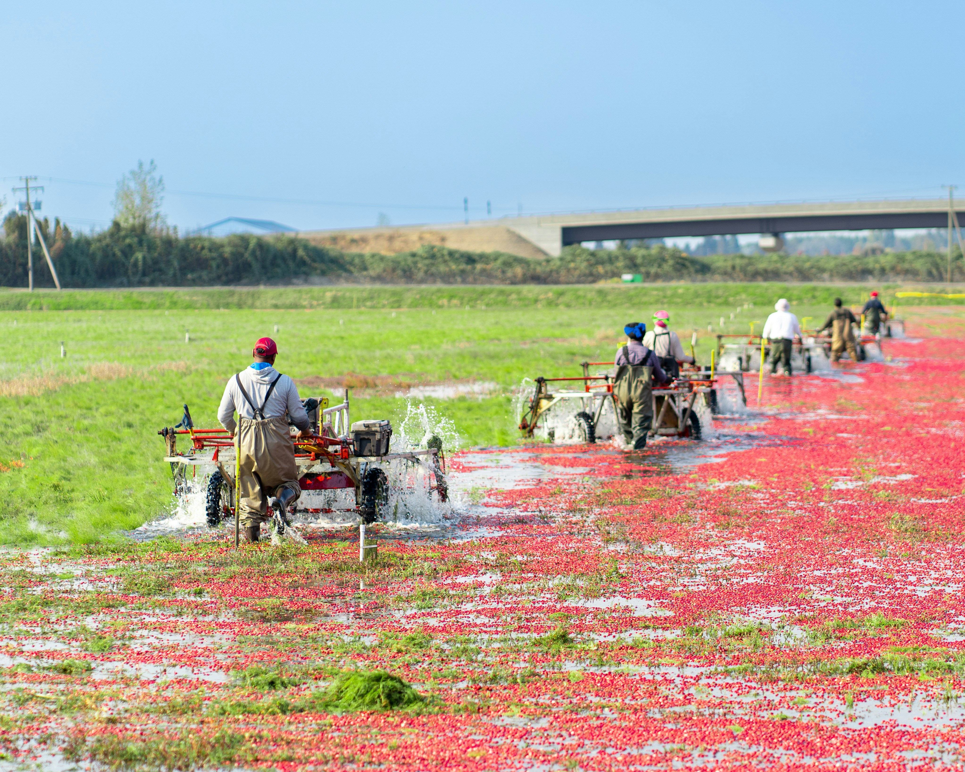 Workers in waders drive harvesters through a flooded cranberry bog in Richmond during the fall harvest.