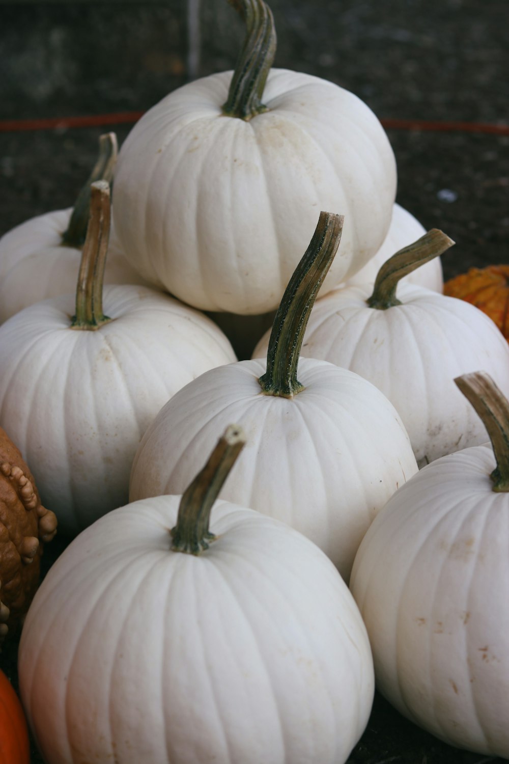 a group of white pumpkins