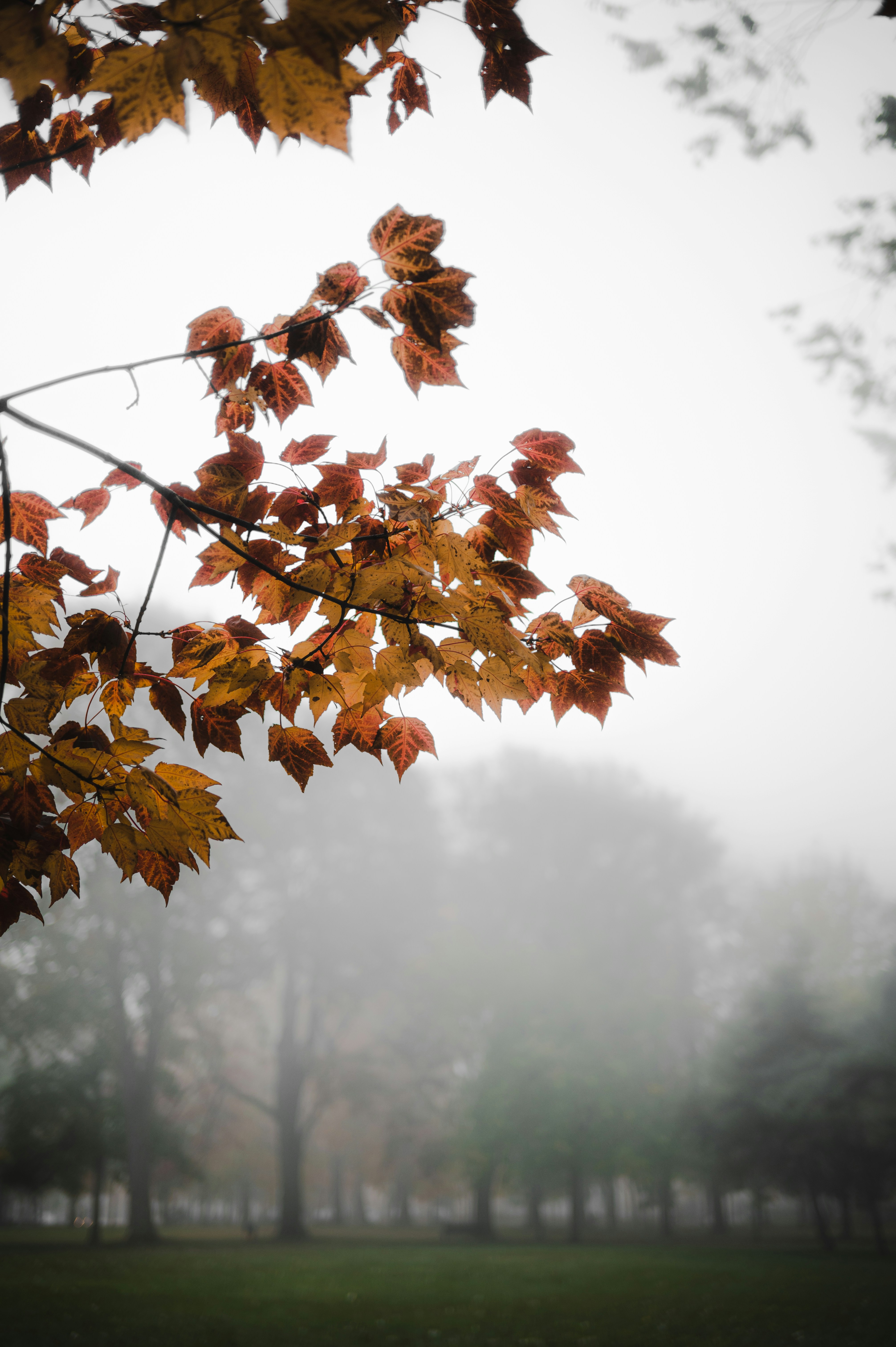 a tree with yellow leaves