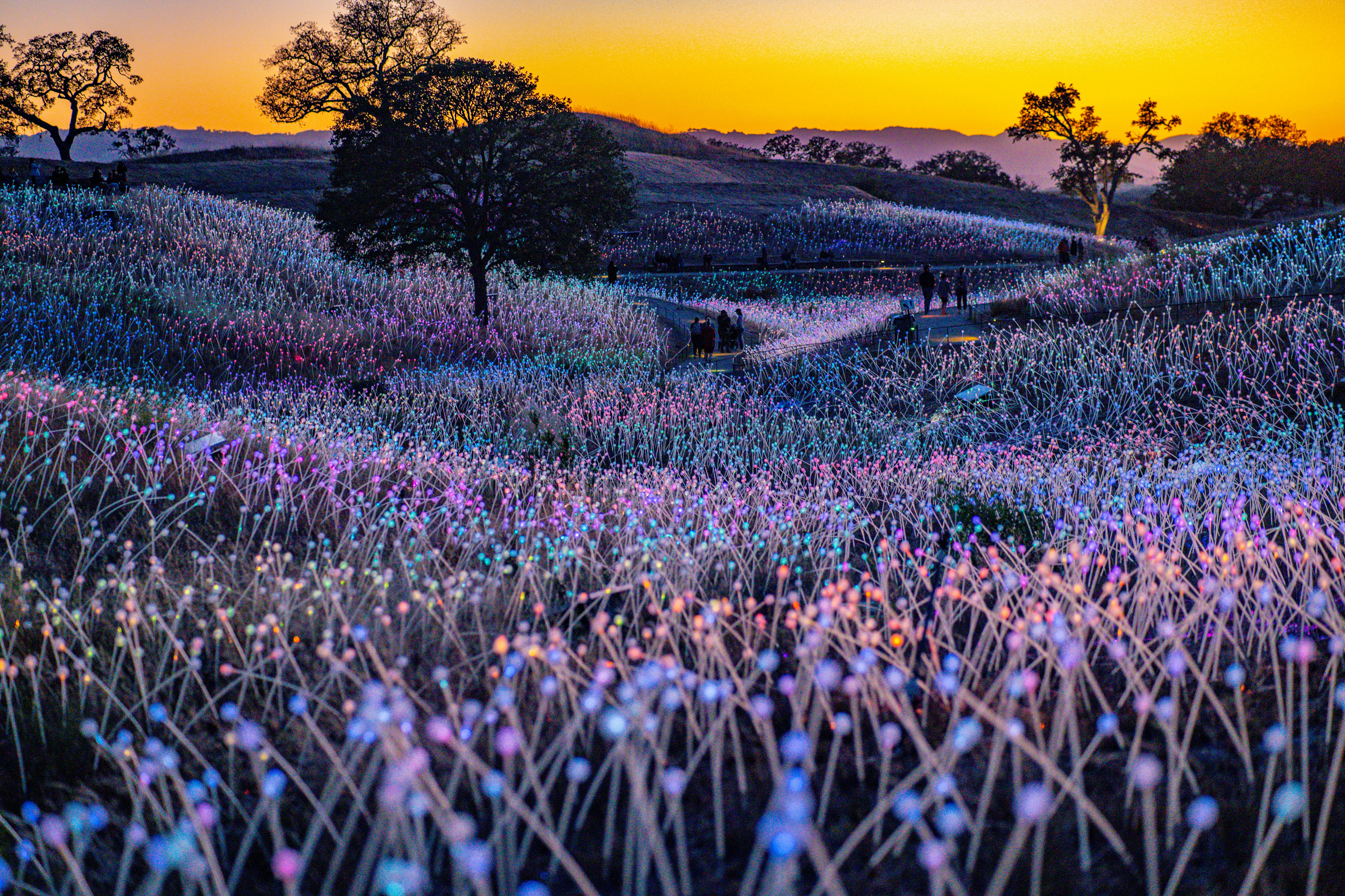 a field of purple flowers with trees in the background, Field of lights