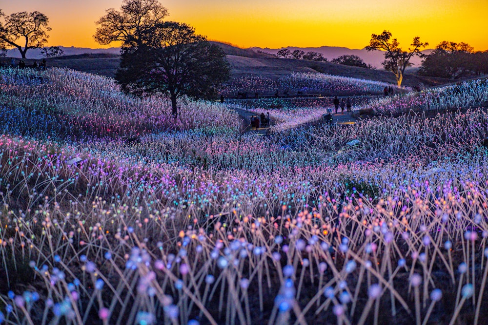 a field of purple flowers with trees in the background