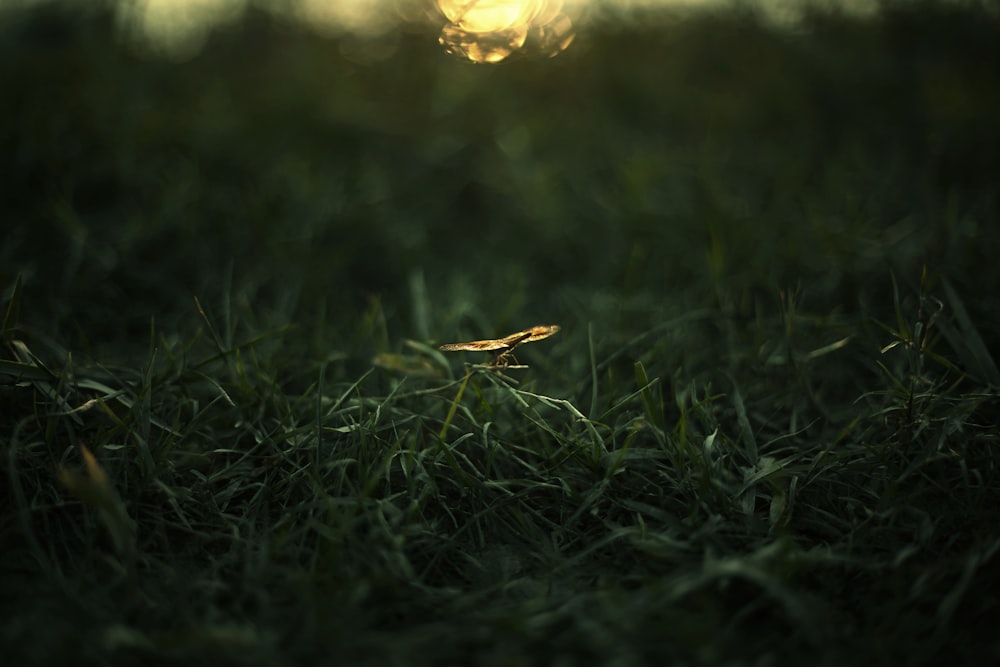 a small insect on grass