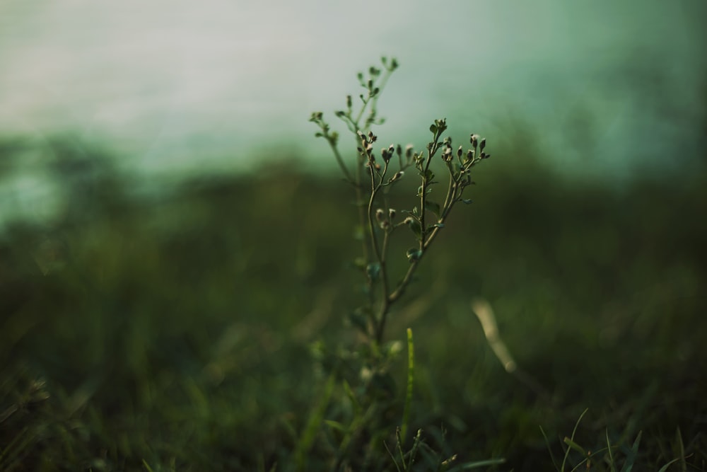 a close-up of a plant