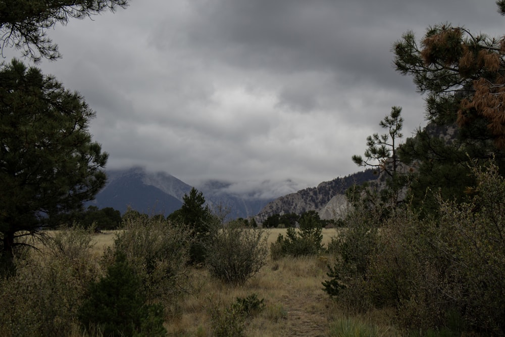 a landscape with trees and mountains in the background