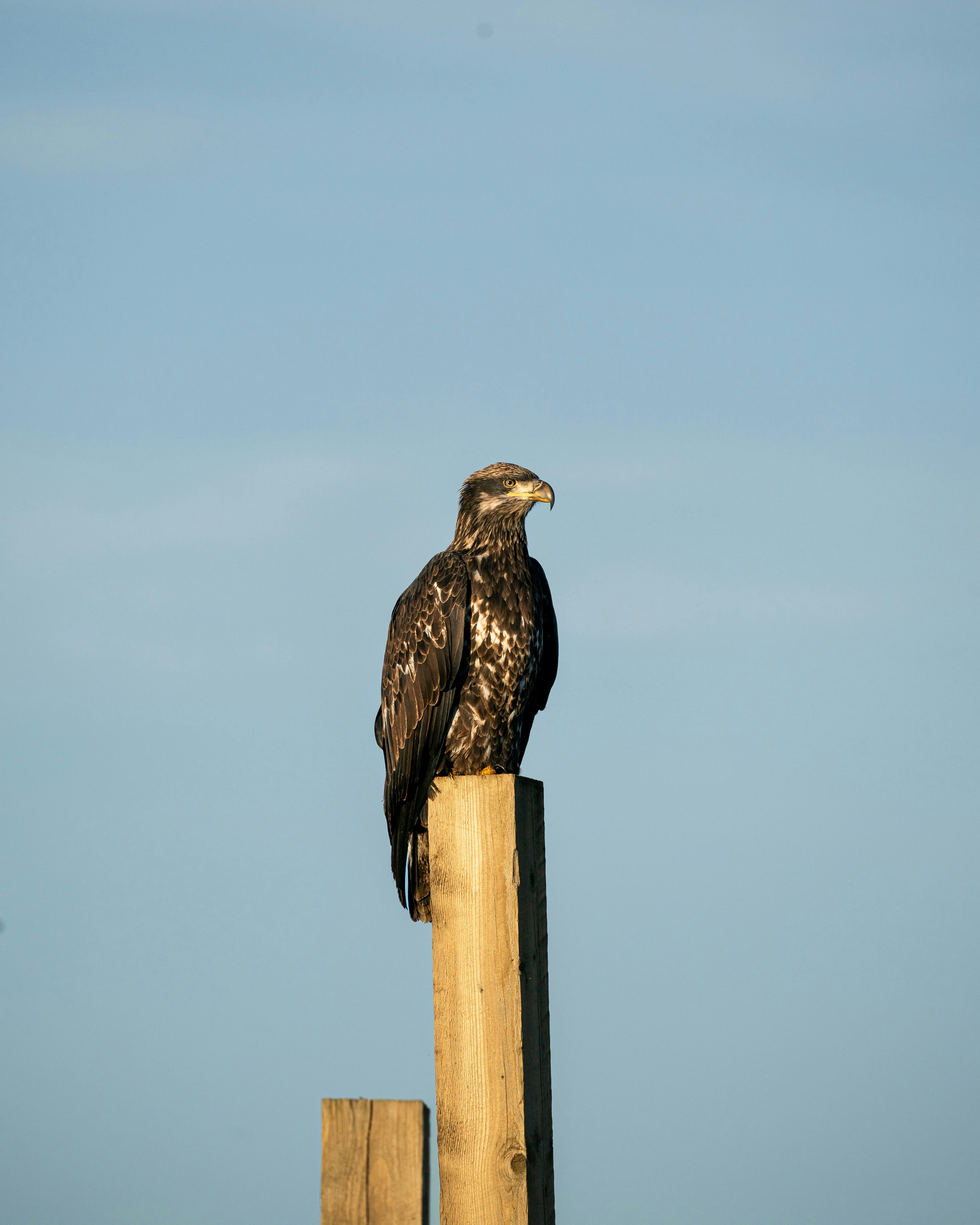 un uccello seduto su un palo