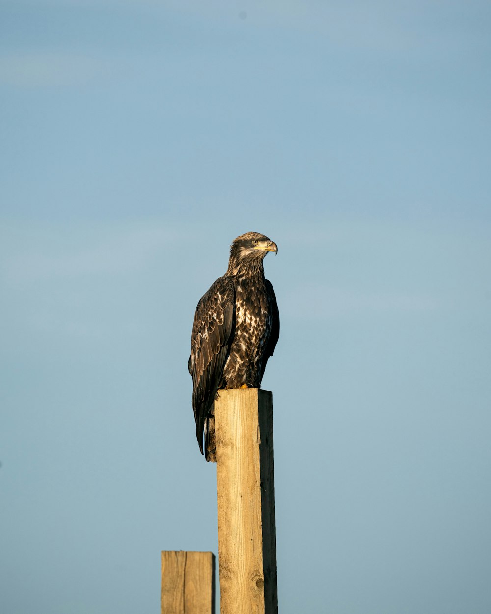 a bird sitting on a post